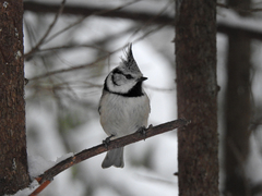 Lophophanes cristatus