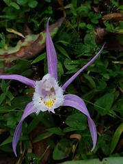 Pleione praecox