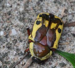 Pachnodella impressa