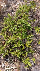 Hermannia saccifera