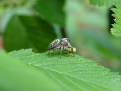 Macaroeris nidicolens