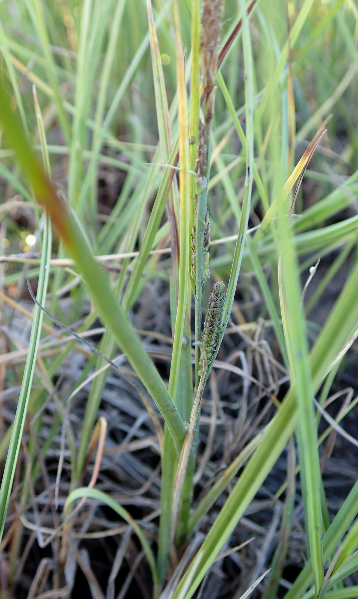 Carex X flavicans