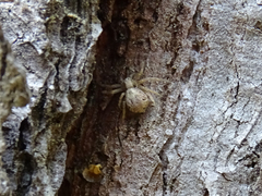 Philodromidae