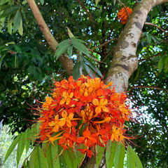 Saraca