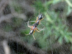 Frontinellina frutetorum