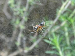 Frontinellina frutetorum