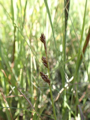 Carex mackenziei