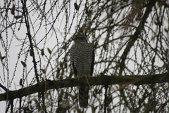 Accipiter nisus