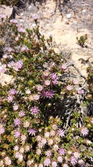 Macledium spinosum