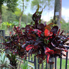 Codiaeum variegatum
