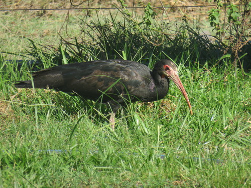 Sharp-tailed Ibis (Cercibis oxycerca), photo 7