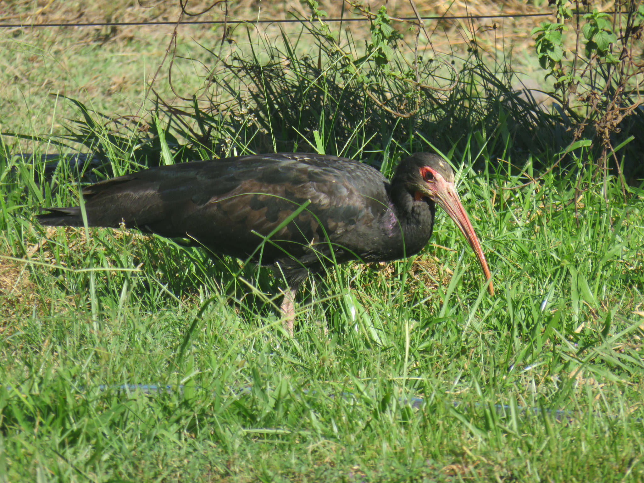 Sharp-tailed Ibis (Cercibis oxycerca), photo 10
