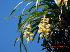 Cymbidium elegans