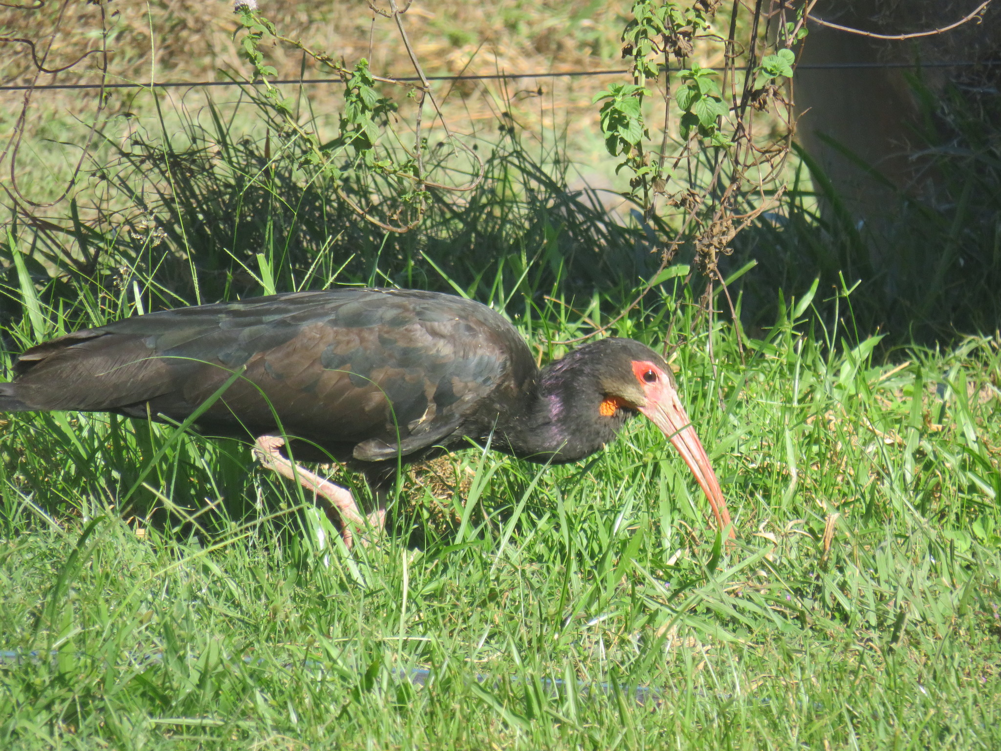 Sharp-tailed Ibis (Cercibis oxycerca), photo 9