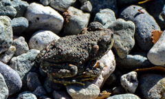 Rhinella rubropunctata