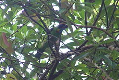 Psilopogon rafflesii