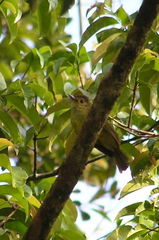Tricholestes criniger
