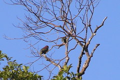 Treron fulvicollis