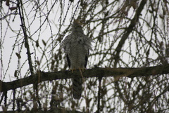 Accipiter nisus