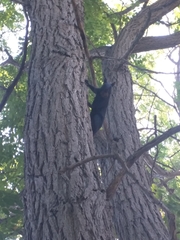 Sciurus carolinensis