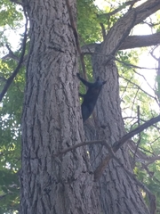 Sciurus carolinensis
