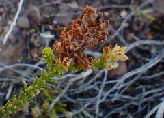 Selago ramosissima
