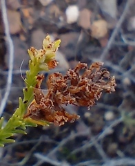 Selago ramosissima