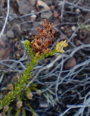 Selago ramosissima