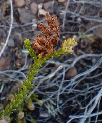 Selago ramosissima