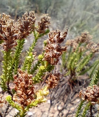 Selago ramosissima