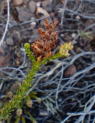 Selago ramosissima