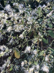 Baccharis glomeruliflora