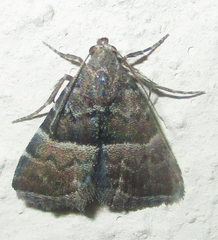 Eublemma bolinia