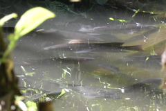 Oreochromis niloticus image