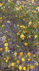 Cymbopappus adenosolen