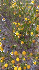 Cymbopappus adenosolen