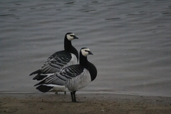 Branta leucopsis