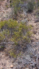Cymbopappus adenosolen