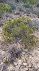 Cymbopappus adenosolen