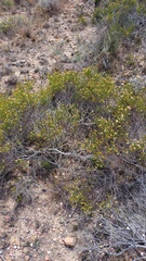 Cymbopappus adenosolen