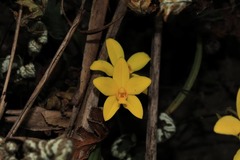 Spathoglottis ixioides