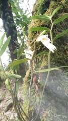Dendrobium longicornu