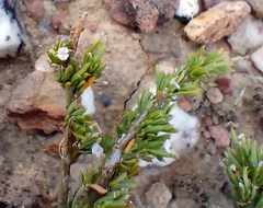 Muraltia macrocarpa