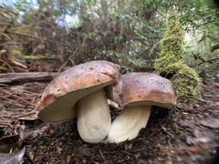 Boletus regineus