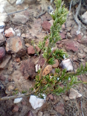 Muraltia macrocarpa