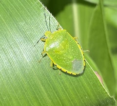 Chinavia pallidoconspersa