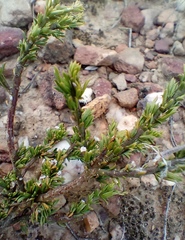 Muraltia macrocarpa