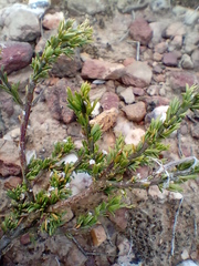 Muraltia macrocarpa
