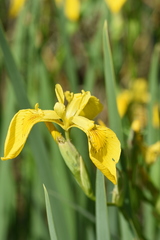 Iris pseudacorus