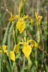 Iris pseudacorus